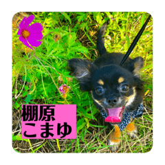 チワワのこまゆくん