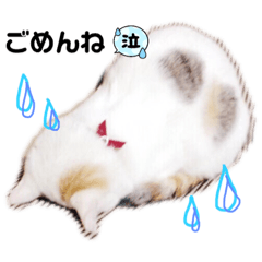 高橋家にゃんにゃんず