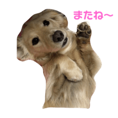 ダックスフンドのリリと風ちゃん