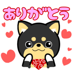 ウチの黒柴「かりん」