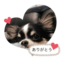 チワワ(ちゃちゃ)の気持ち1