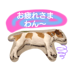 テト②ジャックラッセルテリア