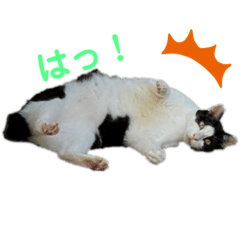 可愛いさくらねこスタンプ