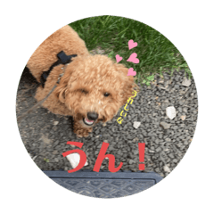 癒し！　うちのペット！