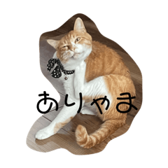 いしみつさんちのにゃんこたち