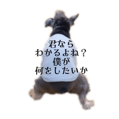 シュナウザー竹千代の心のスタンプ