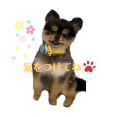 ポメラニアン「そら」との日常