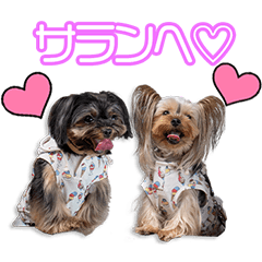 伊藤家のベル＆ルナちゃん