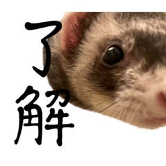 いくらざうるすの日常