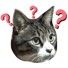 うちの猫ズである