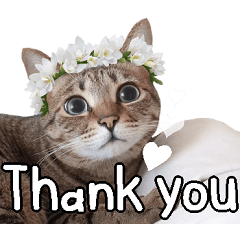 猫のすたんぷ。。。３