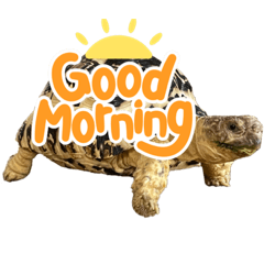 テンテン(ヒョウモンリグガメ)