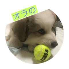 Great Pyrenees Japan