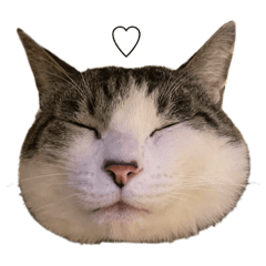 うちのねこ(やさしさ)