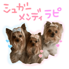 シュガーとメンディとラピ