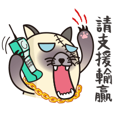 Angry Cat/Rage every day(Siamese cat)NEW