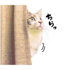 個人的に(多分)使いやすい愛猫スタンプ