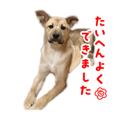 ちゃいくん用スタンプ