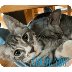 ポムロン第一弾