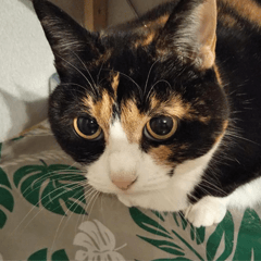 茶々さんフォーエバー１