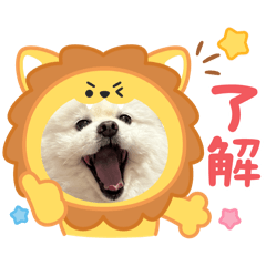 Mao mao_20260220144244