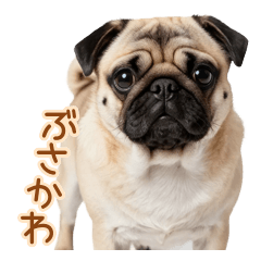 ぶさかわパグ犬のシュールな顔芸