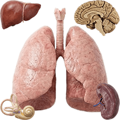 BIG! 臓器　実写