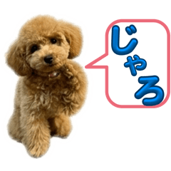 トイプードルプリティ5