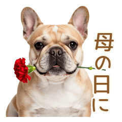 癒しフレブル♪母の日と日常会話