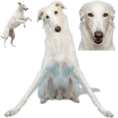 BIG! ボルゾイ　実写