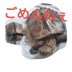 亀ちゃん〜写真