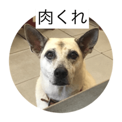 ゆうゆうちゃんに肉上げよ