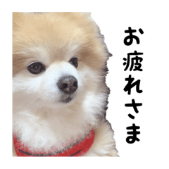ポメラニアンのレヴくんのスタンプ