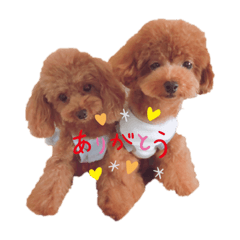 トイプーSaratara