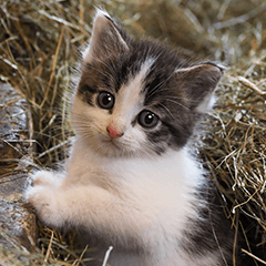 岩合光昭ネコスタンプ『こねこ』