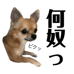 チワワである。