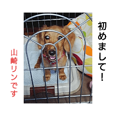 キュートなりんちゃん