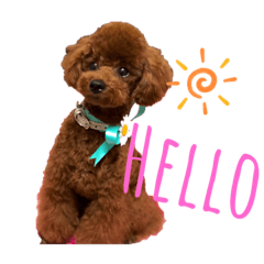 チワワのTIARA＆トイプードルのREVE