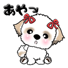 シーズー犬のあやちゃん