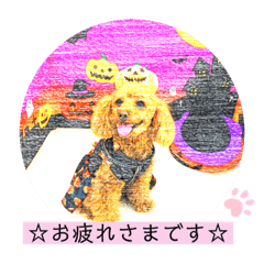 トイプードルファニー④