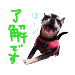 チワピンとチワワとフレンチブル