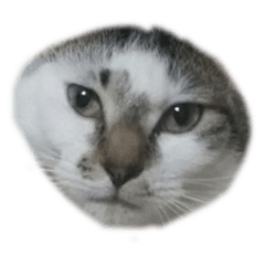 私のペット　三兄弟