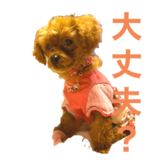 トイプードル(ララ)
