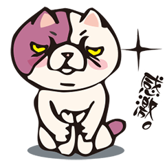 ぶさネコのブルニャ。台湾ver