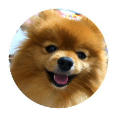 ポメラニアンのモコちゃん毎日のスタンプ２