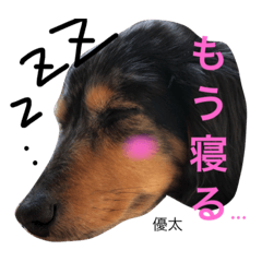 ダックス 優太＆チョコん