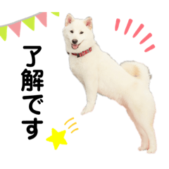 ペルシアングラム