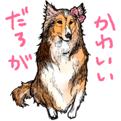 愛しシェルティー