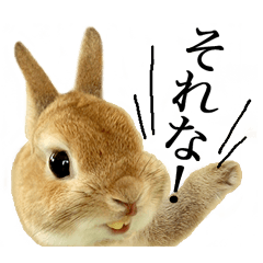 写真！うさぎのモキュ様。