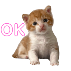 おでんくんとココちゃん